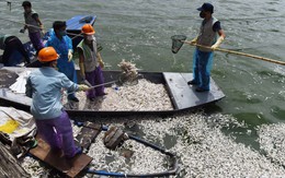 Hơn 20 tấn cá chết ở Hồ Tây là do nhiệt độ thay đổi đột ngột