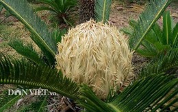 Nam Định: Vườn có hơn 20 cây vạn tuế ra hoa vàng rực rỡ cùng lúc