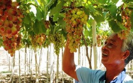 Anh nông dân Ninh Thuận trồng giống nho khổng lồ, cho thu nhập trăm triệu