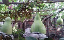 Giàn "bầu tiên" siêu khủng đẹp hiếm trĩu trịt quả ở lưng chừng trời