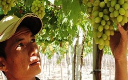 Chen chân tranh mua loại nho 3 màu đặc biệt ở Ninh Thuận