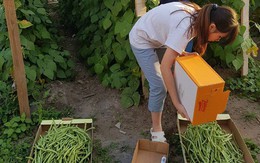 Đại gia đình 14 người Việt tại CH Czech không ăn hết rau trong khu vườn tự trồng