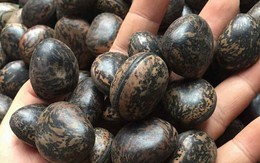 Đậu Lào 6 triệu/kg: 'Thần dược' hút nọc độc, lùng mua từng hạt
