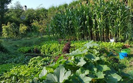 Vườn 1.000 m2 trồng đủ loại rau quê của vợ chồng Việt tại Cộng hòa Czech