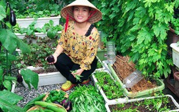 Cách trồng mướp nhiều quả của mẹ Việt tại Nhật