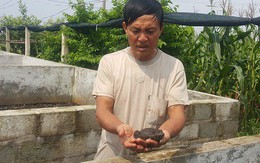 Lão nông U60 bỏ túi hàng chục triệu đồng/tháng nhờ nuôi ếch