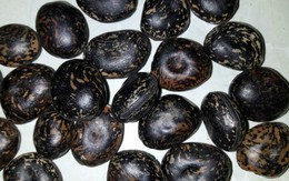 Lùng mua hạt đậu Lào trị độc giá vài triệu đồng một kg