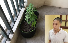 Hà Nội: Thuê chung cư giá 7 triệu đồng để trồng cần sa
