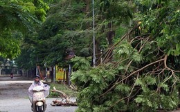 Bắc Bộ mưa giông đến giữa tuần sau