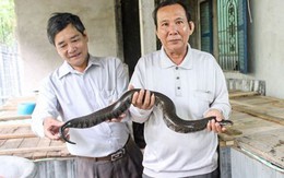 Đàn rắn khổng lồ trong thùng gỗ ở Cần Thơ, mới nhìn ai cũng khiếp sợ