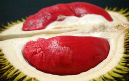 Quả đã cực đắt nhưng cây giống sầu riêng ruột đỏ còn đắt gấp 2 lần