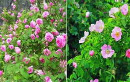 Muốn có hàng rào hoa đẹp tuyệt mà sống khỏe dễ chăm, trồng ngay hoa hồng dại