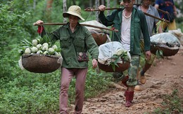 Na Lạng Sơn vào vụ, quả đẹp bán giá từ 50.000-70.000 đồng/kg