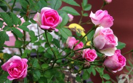 Mảnh vườn nhỏ chỉ vỏn vẹn 10m² nhưng có đến hàng trăm chậu hồng, chậu nào cũng ra hoa đẹp ngỡ ngàng của mẹ Việt ở Nhật