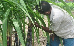 Mía tím mập, giòn, ăn bao nhiêu không chán ở Quảng Ninh