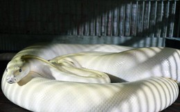 Sống cùng ổ trăn biến đổi gen đáng sợ ở Đất Mũi
