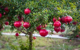 Cách trồng lựu lùn trong chậu dễ ợt, vừa trang trí nhà vừa mỏi tay thu hoạch quả