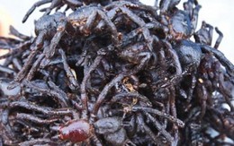 "Hết hồn bạt vía" đặc sản nhện đen sì- rùng mình nhưng vẫn muốn ăn
