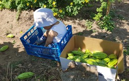 Choáng ngợp trước vườn rau sạch rộng 600m² với đủ rau trái Việt của bà mẹ trẻ quê Thái Bình