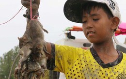 Thợ săn chuột đồng miền Tây “hốt bạc” mùa lũ