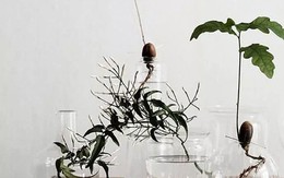 Trồng cây cảnh thủy canh - dễ mà "chất"