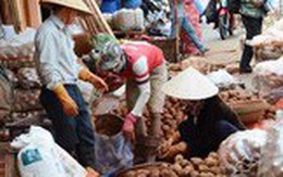 Lâm Đồng chi tiền tỷ làm tem chống hàng giả khoai tây