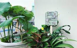 Phụ kiện gỗ mang hơi thở châu Âu vào nhà