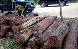 Hạt trưởng kiểm lâm bị khởi tố vì tiếp tay cho 'ông trùm' gỗ lậu