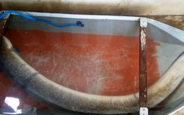 Ngư dân Nghệ An bắt được cá lệch khủng 16kg giá gần 1 triệu đồng/1kg