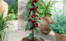 Tự trồng cherry tại nhà ăn cả năm không hết với bí quyết đơn giản