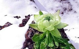 Hoa sen núi tuyết 7 năm mới nở hoa: Tăng sinh lực, 100 triệu/kg