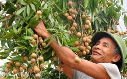 Kiếm chục triệu/vụ nhờ nghề ăn theo mùa thu hoạch quả "tiến vua"