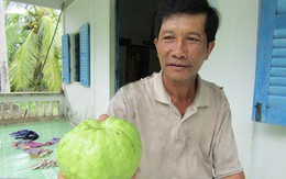 Lão nông thành tỷ phú nhờ trồng giống ổi "Nữ hoàng"