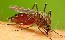 Những phương pháp mới phát hiện bệnh sốt rét