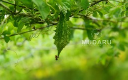 Mudaru – Thương hiệu mướp đắng rừng giúp hạ đường huyết mới cho người bệnh tiểu đường