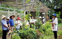 Du lịch nông nghiệp: “Mỏ vàng” nhiều tiềm năng