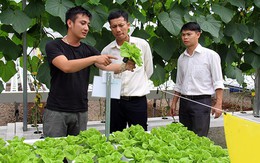 Từng du học Pháp, bỏ việc nhàn ở Sài Gòn về quê trồng rau, lời 50-60 triệu/tháng