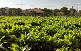 Đi qua cứ tưởng cây dại nhưng hóa ra lại là sâm lùn Thái cho thu nhập 30 triệu đồng/công