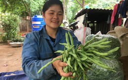 Trồng bạt ngàn đậu cô ve nơi sườn đồi, tới vụ cô gái 8X  mỏi tay đếm tiền