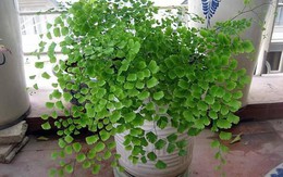 9 cây hút sóng, bức xạ cực tốt nên trồng ngay vì nhà nào cũng dùng nhiều điện thoại, TV