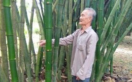 Cụ ông trồng tre dọc con đường của xã mà lời 80 triệu