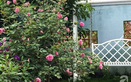 Khu vườn 600m² đẹp lãng mạn và rực rỡ hoa hồng của cô giáo dạy Văn ở Đà Lạt