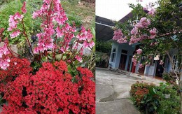 Ngôi nhà hoa trên đồi của phó hiệu trưởng ở Tuyên Quang