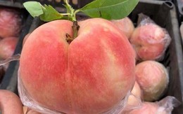Sự thật đào tiên khổng lồ mới xuất hiện: 1 kg/quả, giá chỉ 10.000 đồng