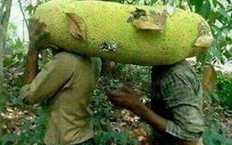 Loại quả 'cứu tinh' tương lai thế giới, thứ tầm thường lăn lóc ở Việt Nam