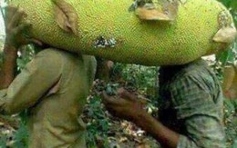 Xôn xao trồng giống mít khủng dài gần 1m, một quả chín cả xóm ăn no