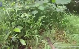 Bé 20 tháng tuổi được tìm thấy còn sống sau 5 ngày mất tích trong rừng