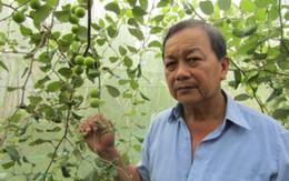 Cụ ông trồng táo hồng trong nhà lưới, trái đẹp, giá tăng gấp 3
