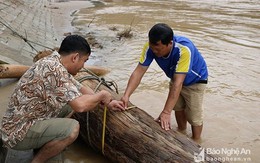 Nghệ An: Đi vớt củi trúng báu vật trăm tuổi giữa dòng nước lũ