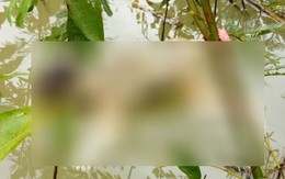Phát hiện thi thể bé trai khoảng 2 tuổi đang phân hủy nổi trên sông